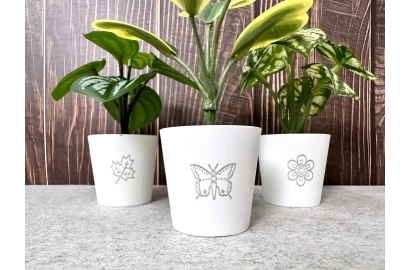 Mini Potted Plants